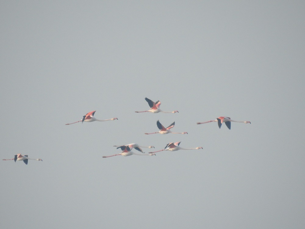 Flamencs a MónNatura Delta de l'Ebre