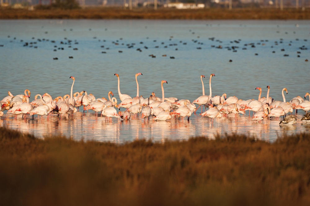 Flamencs a MónNatura Delta de l'Ebre