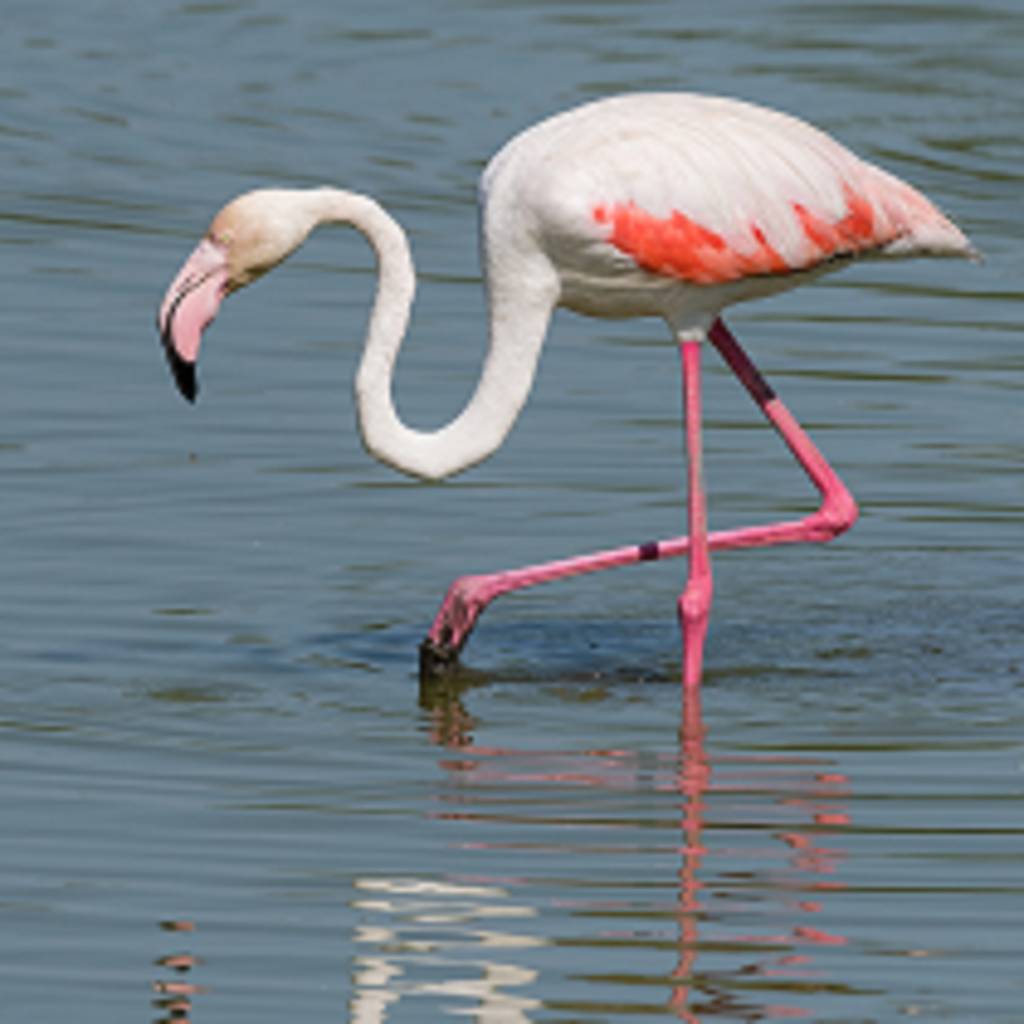 La visita de los flamencos