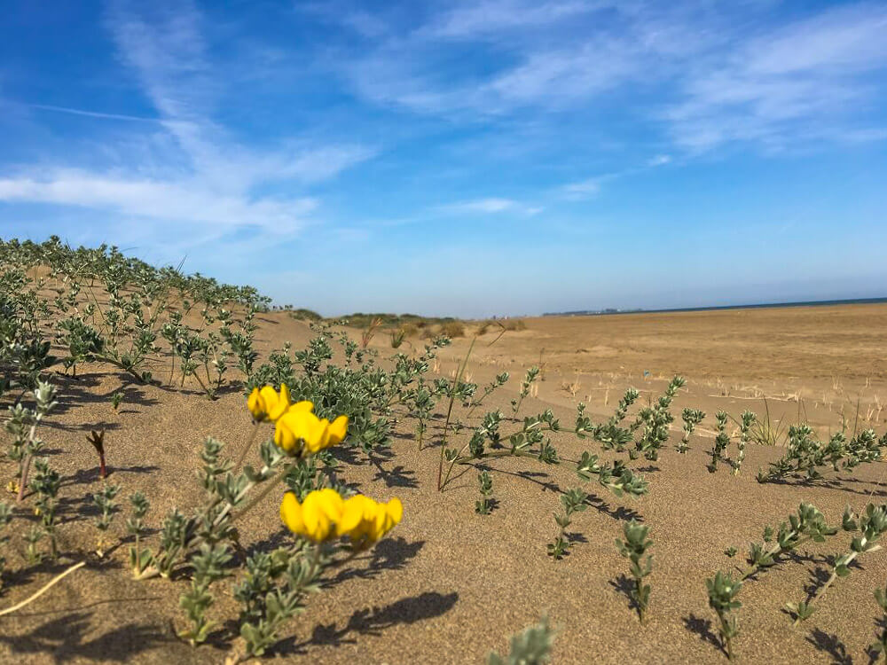 Les motxilles científiques, activitat escolar al Delta de l'Ebre