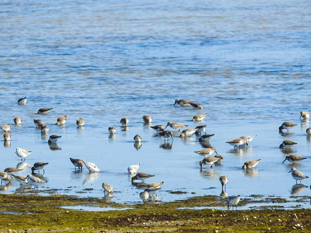 Un paisatge ocells, escoles al Delta de l'Ebre