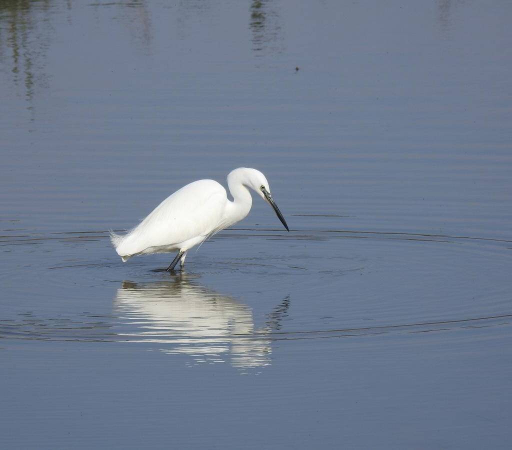 Meet the birds of the Delta